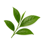 L-Theanine