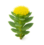 Rhodiola Rosea